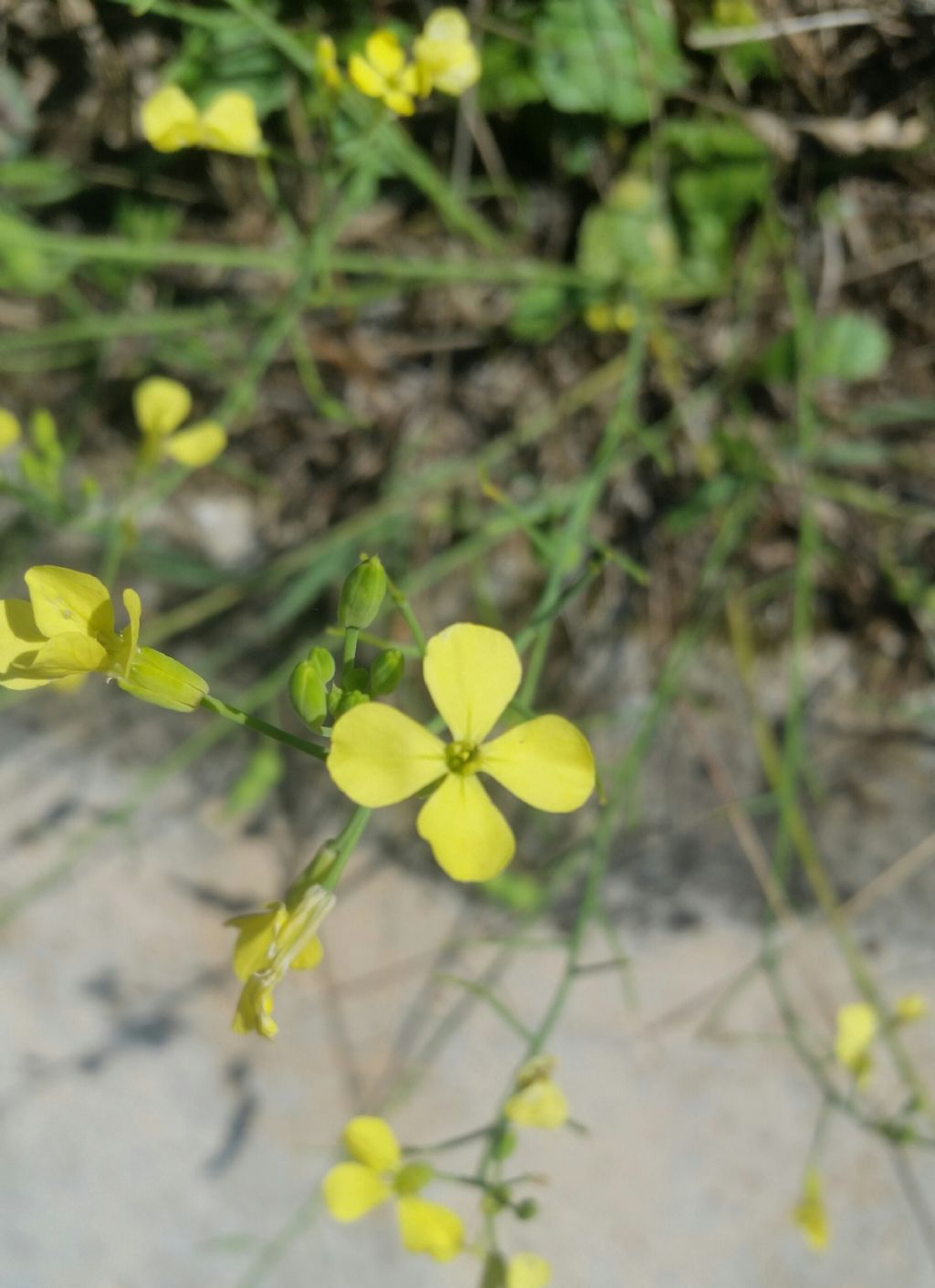 Raphanus raphanistrum subsp. landra